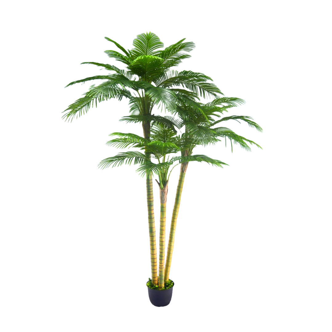 areca palmiye