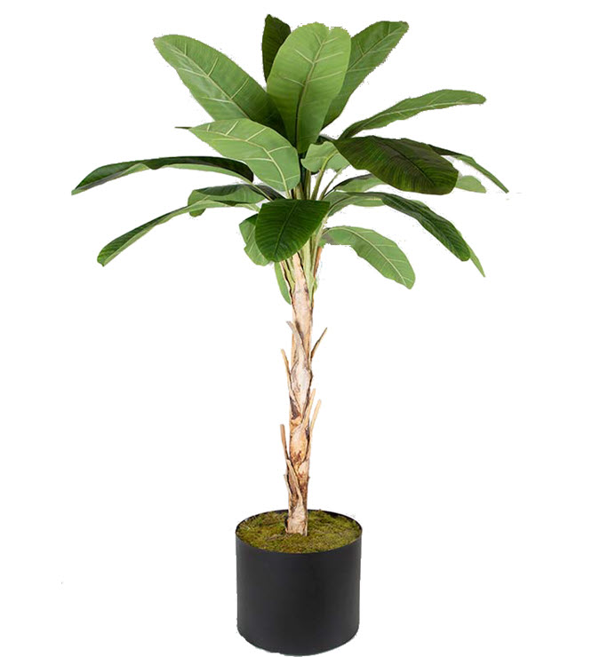 Muz ağacı saksısız 280cm A4472