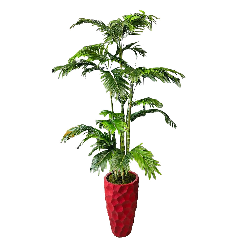 areca palmiye