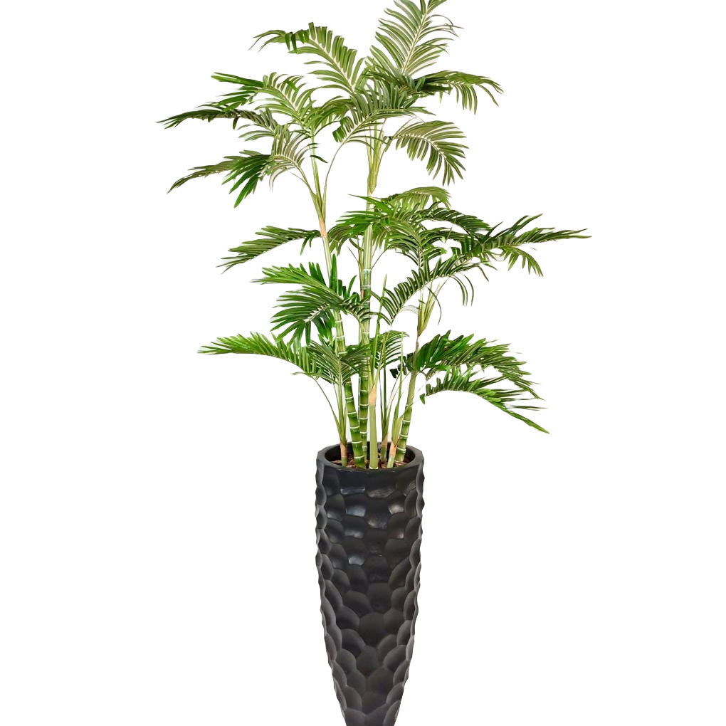 areca palmiye
