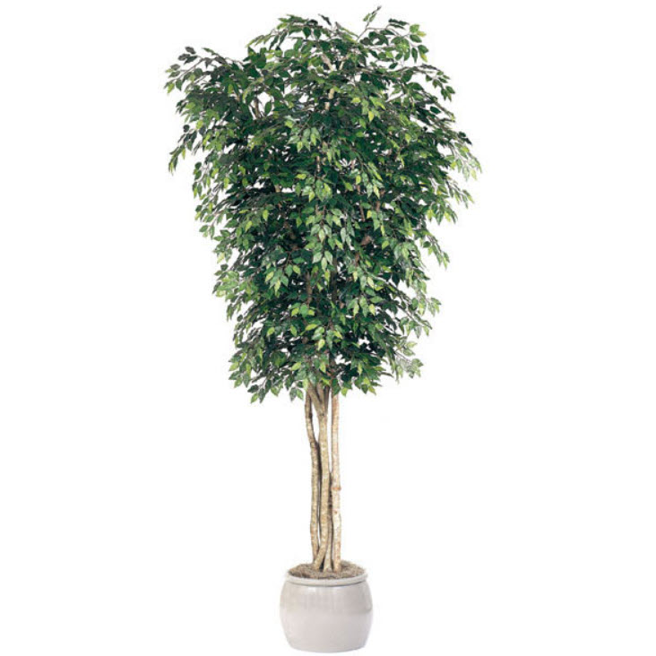 ficus-300cm