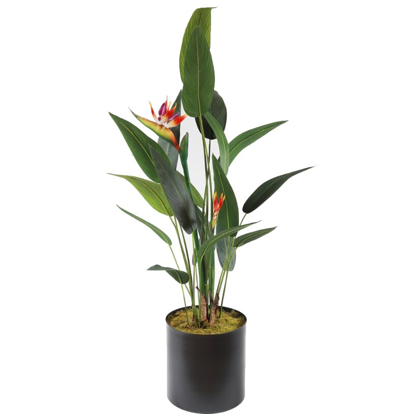 starliçe strelitzia
