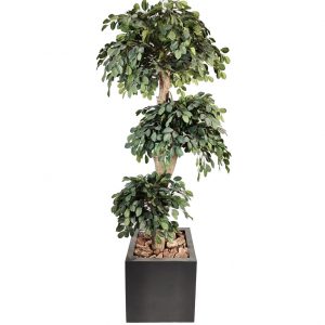 ficus topiary