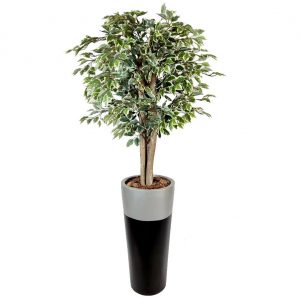 ficus ağacı fiber saksı